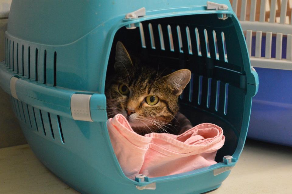 Katze schaut aus einer Transportbox