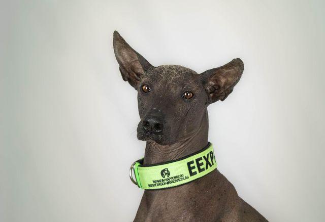Eexpa